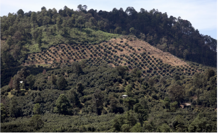 Avocado plantations in Chaparral, California that have resulted in deforestation.