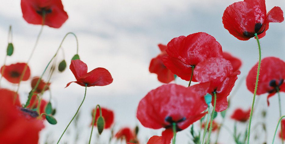 Interactive: Timeline of Remembrance Day and its origins