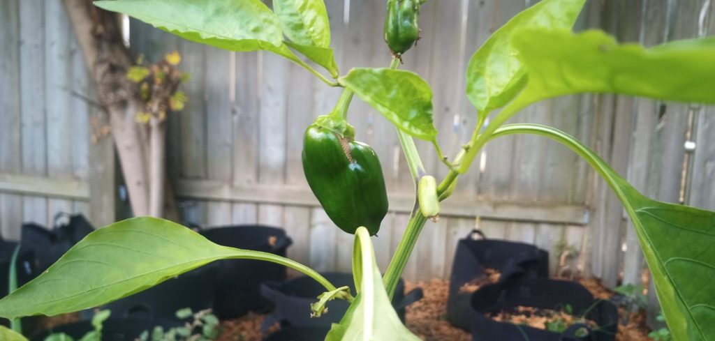 Organic home grown green pepper in Wafa's back yard. Picture taken on Oct 26, 2020