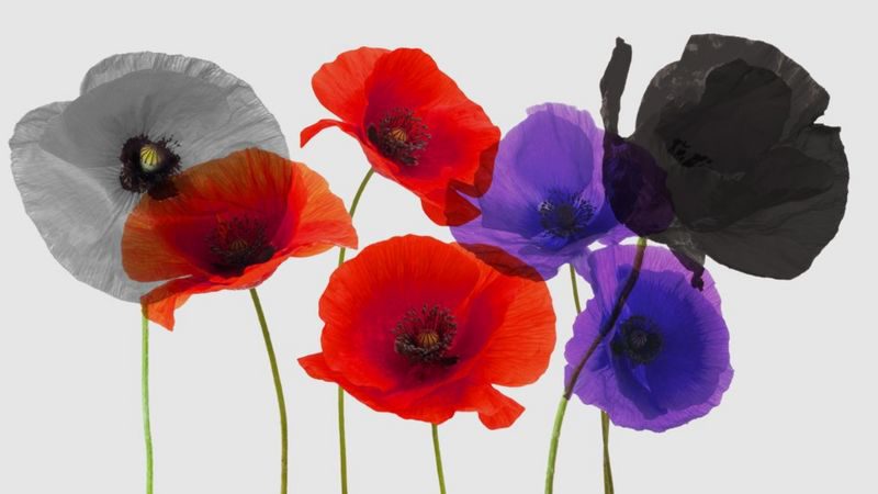Rainbow poppy making it’s annual appearance creating controversial reactions without even existing