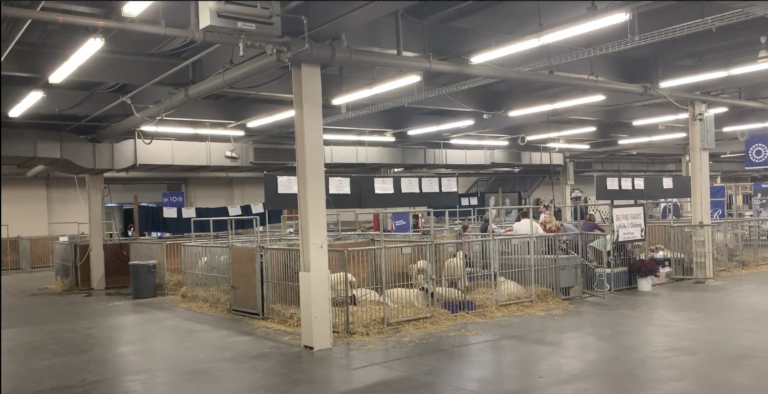 A photo of sheets laying down in pens with hay inside and metal gates.