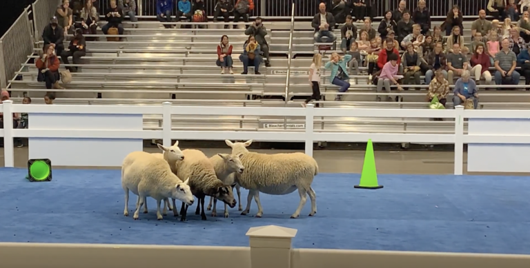 Photo of sheep standing in a huddle on a blue mat as crowds of people sit on metal bleachers behind
